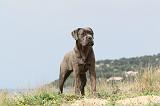 CANE CORSO 190